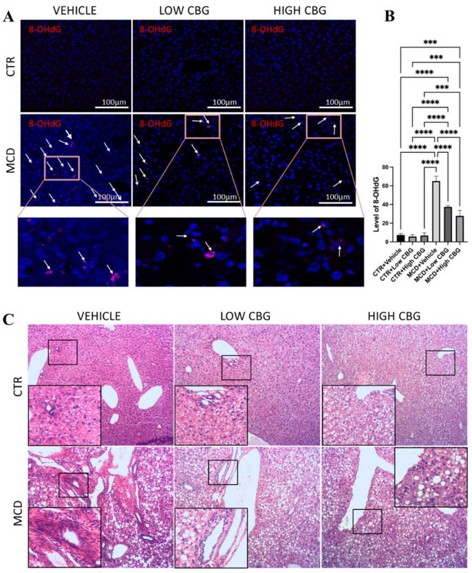 An assessment of oxidative stress and leukocyte infiltration in liver tissue. (A) Representative images of the immunofluorescence staining of 8-OHdG of the liver sections from mice of each group. White arrows indicate the overlap of DAPI (Blue) and 8-OHdG (Red). Original magnification ×200. (B) The quantification of the level of oxidative stress. *** p < 0.001; **** p < 0.0001. (C) Representative images of H&E staining to observe leukocytes in FFPE liver sections from all groups of mice, n = 3 in each group. Hematoxylin stains the nucleus of the leukocytes as blue in color, indicating inflamed areas in liver tissue; eosin stains the remaining part of the liver tissue as pink. Original magnification ×100.