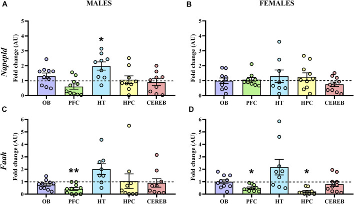 Gene expression of the AEA metabolizing enzymes in WT (male n = 10; female n = 10) and APP/PS1 (male n = 10; female n = 10) mice at 3 months of age. RT-qPCR assay was performed to analyze the expression of Napepld and Faah in (A,C) males and (B,D) females, respectively. The X axis shows the five brain-regions analyzed: olfactory bulb (OB), prefrontal cortex (PFC), hypothalamus (HT), hippocampus (HPC), and cerebellum (CEREB). The Y axis shows the mRNA expression as a fold change comparing male and female APP/PS1 mice with its corresponding WT (represented as a dashed line). Values are presented as the mean ± SEM. *p < 0.05, **p < 0.01, vs. WT group (genotype effect); (Mann–Whitney test).