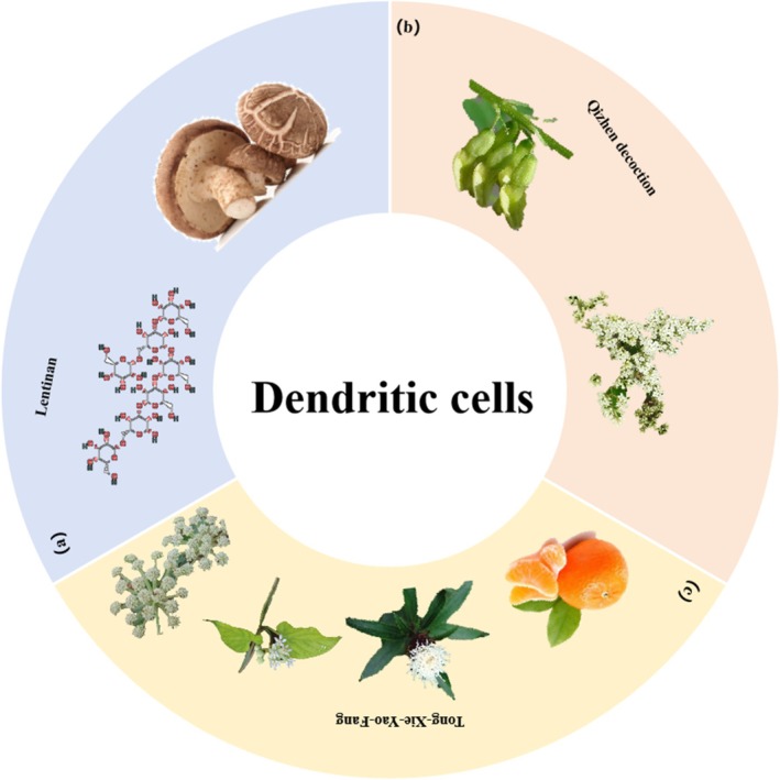 Herbal medicine treats CRC by regulating dendritic cells. (a) Lentinus edodes (Berk.) Sing. (b) Astragalus membranaceus (Fisch.) Bunge and Ligustrum lucidum Ait. (c) Citrus reticulata Blanco, Atractylodes macrocephala Koidz., Cynanchum otophyllum Schneid. and Saposhnikovia divaricata (Turcz.) Schischk.