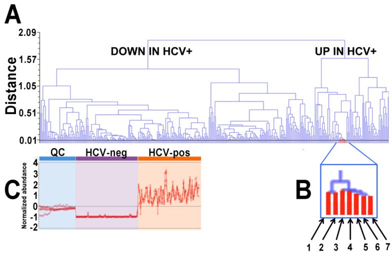 (A) Up- and down-regulated plasma metabolites in HCV-positive patients displayed in a dendrogram. (B) A single node contained all seven fatty acid amides detected by UPLC-ESI-QTOFMS, as follows: 1, decanamide; 2, dodecanamide; 3, palmitamide; 4, stearamide; 5, palmitoleamide; 6, linoleamide; 7, eicosatetraenamide. (C) Abundance profiles for the seven FAAs across 21 QC samples, 30 HCV-negative samples, and 30 HCV-positive samples.