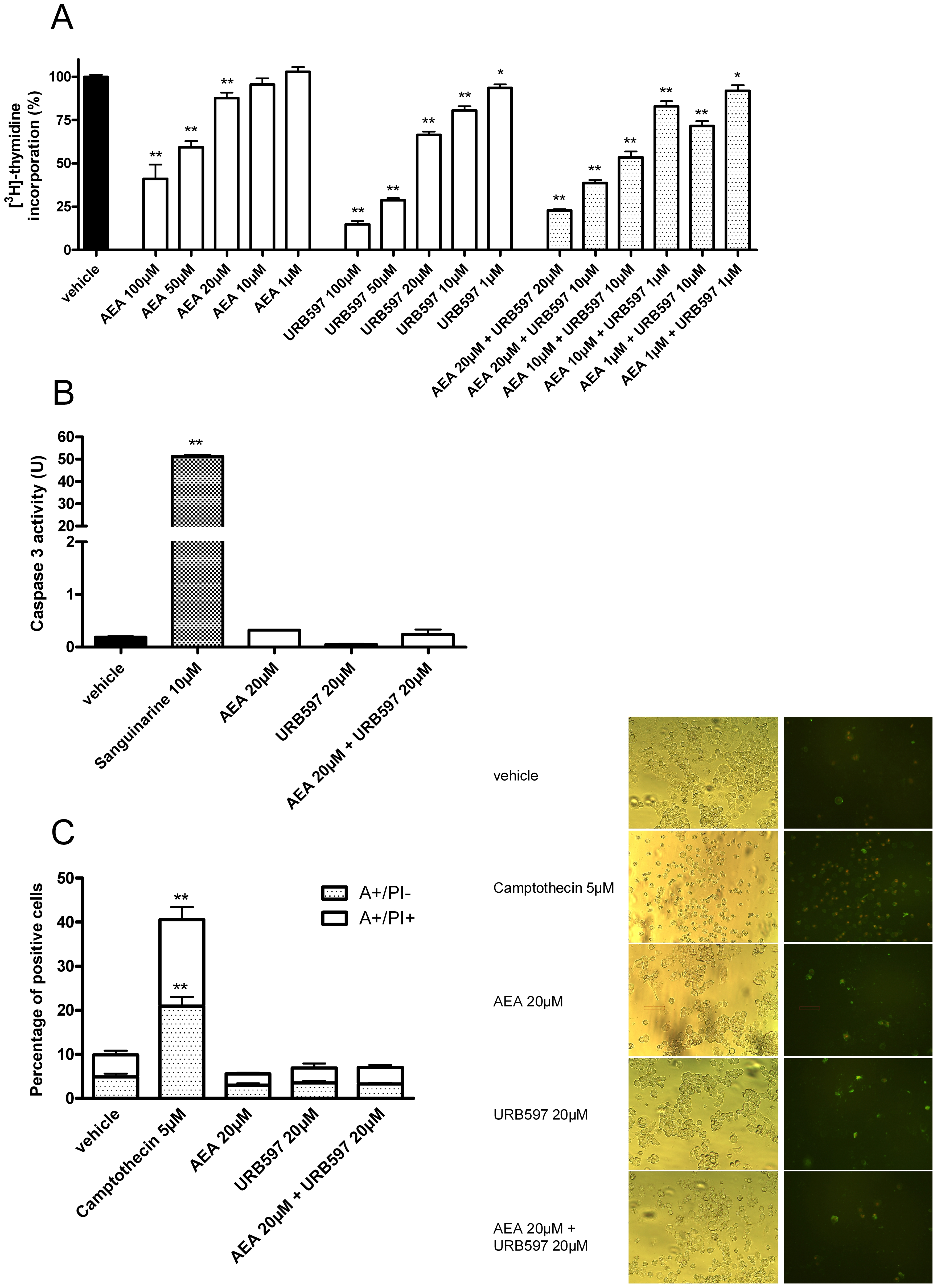 AEA and URB597 decrease cell proliferation without inducing apoptosis.N1E-115 cell proliferation was assed by [3H]-thymidine incorporation (A). The cells were seeded 5h before treatment (2000 cells/well in microwells) and incubated with increasing concentrations of AEA and/or URB597. After 16h of treatment, [methyl-3H]thymidine (0.5 mCi/well) was added during the last 8h of a 24h treatment. Data are the mean of three experiments (in quintuplicate) and are expressed as percentage of radiolabeled thymidine incorporation by vehicle control treated cells. Significantly different (*P<0.05; **P<0.01) from vehicle incubation. Caspase-3 activity (B) was measured in N1E-115 cells (4×105 cells) after treatment with AEA, URB597 or a AEA-URB597 combination (20 µM, 24h). As a negative control, cells were treated with an equivalent volume of vehicle and a positive control was constituted by a 4h treatment with sanguinarine (10 µM). Data are expressed in pmoles of AFC (7-amino-4-trifluoromethylcoumarin) produced per min (U) (n = 3). Significantly different (**P<0.01) from vehicle incubation. Apoptosis was assessed by Annexin-V (A) staining and Propidium Iodide (PI) was used for the differentiation from necrosis (C). N1E-115 cells were treated with 20 µM of AEA and/or URB597 for 24h and the number of Annexin-V positive cells (A+/PI-) and of double stained cells (A+/PI+) was expressed as a percentage of total cells. Camptothecin (5 µM) was used as positive control. Data are the average of five random fields from experiments performed in triplicate. Significantly different (**P<0.01) from vehicle incubation.