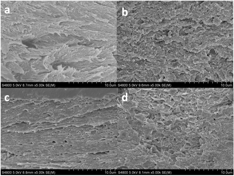 SEM images of the cross-section of collagen scaffolds: (a) control; (b) THC2; (c) THC4; and (d) THC6.