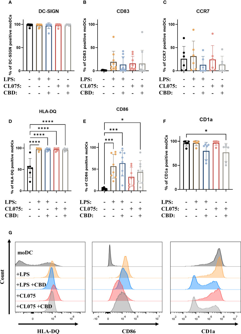 CBD does not influence LPS and CL075-induced maturation. Monocytes were cultured in the presence of GM-CSF and IL-4 for five days to generate moDCs in the presence 10 µM CBD or vehicle (0.1 v/v% absolute ethanol). Maturation was induced by lipopolysaccharide (LPS: 250 ng/ml) and TLR7/8 activation (CL075: 500 ng/ml) for 24 hours started on day 5. Percentage of cells positive for DC-SIGN (A), CD83 (B), CCR7 (C), HLA-DQ (D), CD86 (E), and CD1a (F) are shown. N=6-8 donors, mean ± SD, *p < 0.05, ***p < 0.001, ****p < 0.0001 by repeated measures one-way ANOVA, as indicated. Individual donors are represented by symbols. (G) Representative histograms of significant changes from previous panels showing HLA-DQ (left), CD86 (middle) and CD1a expression (right). moDC, vehicle-treated monocyte-derived dendritic cell; CBD: (-)-cannabidiol, CL075, TLR7/8 agonist; LPS, lipopolysaccharide.