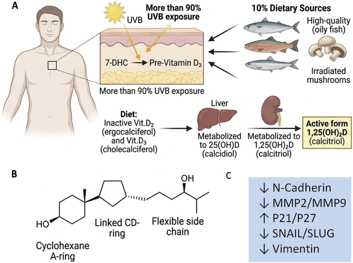 Infographic divided into three panels: Panel A illustrates vitamin D production via UVB exposure in skin and from dietary sources like oily fish and mushrooms, followed by liver and kidney metabolism to active calcitriol. Panel B displays the chemical structure of vitamin D highlighting cyclohexane A-ring, linked CD-ring, and a flexible side chain. Panel C lists molecular effects: decreased N-cadherin, MMP2, MMP9, SNAIL, SLUG, and vimentin; increased P21 and P27.