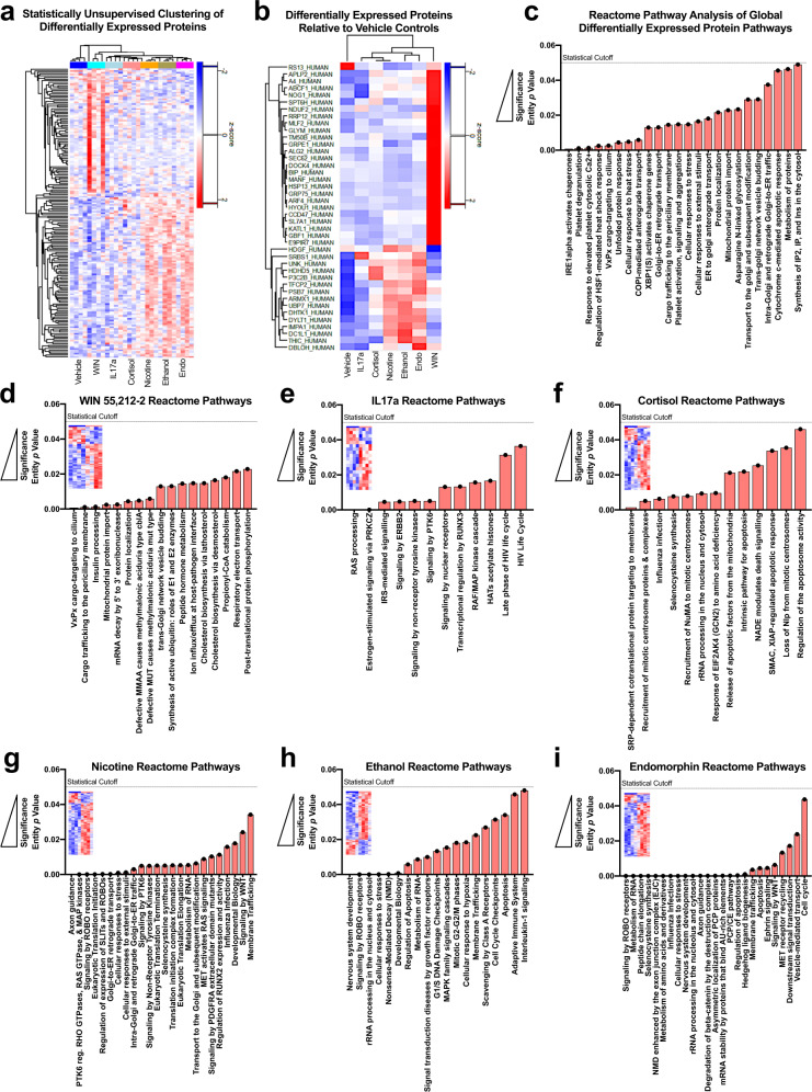 Proteome and reactome pathway alterations in human-derived forebrain organoids across narcotic and neuropsychiatric-risk enviromimetic treatment groups.a–c Statistically unsupervised analysis of TMT-LC/MS proteomics comprising all samples. All 28 of our TMT-LC/MS samples were first subjected to a statistically unbiased analysis that did not consider a priori hypotheses or the quasi-independent nature of each of our treatment conditions. This yielded a clustering solution (a) that identified differential expression of 41 specific proteomic targets that differed from vehicle controls (b). These proteins were correspondingly mapped to their Reactome pathways of origin (c). Note, the ordering of groups for presentation purposes are assigned based on the results of statistically unsupervised clustering. d–i Reactome pathway analysis split by narcotic and neuropsychiatric-related treatment. Analysis of the Reactome pathways split by our individual treatments revealed novel enrichment patterns for each narcotic compound and enviromimetic treatment conditions. As described in-text, WIN 55,212-2, IL17a, and cortisol exhibited the most distinct Reactome pathway patterning, indicating a greater degree of divergence in pathway alterations. Contrary to this, our nicotine, ethanol, and endomorphin treatment groups tended to exhibit a closer degree of convergence. Specifically, these groups tended to exhibit greater enrichment for neurodevelopment-related Reactome pathways including factors mapped to “nervous system development”, “ROBO receptor signaling”, and/or “axon guidance”. However, each of these groups still maintained unique patterns of Reactome pathway enrichment, which perhaps indicates a common role in their ability to alter neurodevelopmental factors albeit via divergent intermediaries. For all panels, each donor sample was treated with all experimental compounds (4 iPSC donors x 7 groups = 28 total samples for analysis).