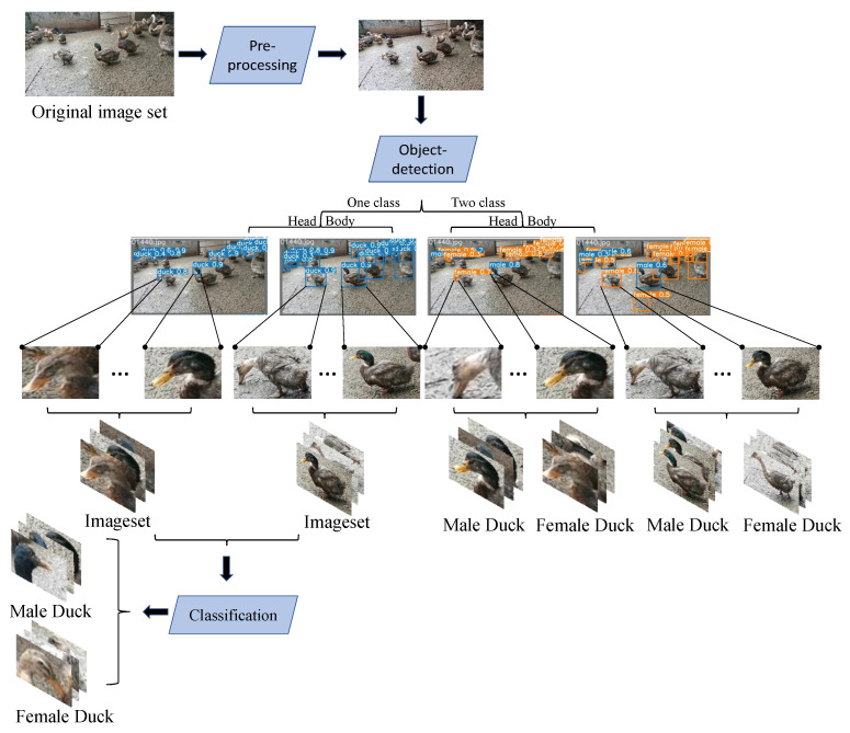 The general flow of the four schemes. The original image is pre-processed and fed into the target-detection network. When the image contains only one label, the target detection network only detects the duck category and then extracts the head and body of the duck from the completed image, and sends them to the classification network, respectively, to complete the recognition task. When the image contains two labels, the target-detection network detects both the male and female categories to complete the recognition task.