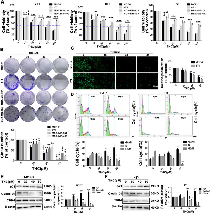 Effects of THC on proliferation and cell cycle of breast cancer cells. A Proliferation of MCF-7, MDA-MB-231, MDA-MB-453 and 4T1 cells treated with various concentrations (0, 10, 20, 40, 80, 160 μM) of THC for 24, 48 and 72 h, respectively. Cell viability was detected by CCK8 assay. B The effects of THC (0, 20, 40, 80 μM) on colony formation in MCF-7, MDA-MB-231, MDA-MB-453 and 4T1 cells for about 12 days, the statistic results of colony formation assays presented as surviving colonies. Data are expressed as means SD from three experiments. C EDU results of MCF-7 and 4T1 cells after treatment with different dose (0, 20, 40, 80 μM) of THC. D H1299 cells were exposed to various concentrations of THC (0, 20, 40, 80 μM) for 48 h followed by analysis of cell cycle by flow cytometry and distribution of MCF-7, 4T1cells at different phases of the cell cycle distribution. E–F The change of p21, CDK4, and CyclinD1 expression. MCF-7 and 4T1cells were treated with different concentrations of THC. After 48 h, cells were harvested, and western blot assay was conducted to test the expression of p21, CDK4, and CyclinD1. β-actin served as loading control. Data were expressed as mean ± SD. *P < 0.05, **P < 0.01, ***P < 0.001 compared to control