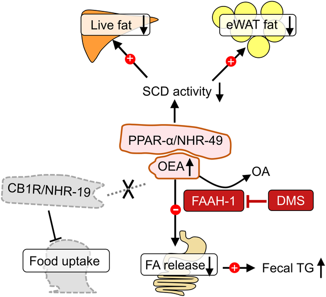 Proposed mechanism of DMS-mediated fat reduction through FAAH-1 inhibition. FAAH-1 plays a critical role in hydrolyzing OEA into OA. DMS effectively inhibits FAAH-1, leading to increased levels of OEA. OEA acts as an agonist for peroxisome proliferator-activated receptor α (PPAR-α) and its homolog, nuclear hormone receptor-49 (NHR-49) in C. elegans. The elevated OEA concentration activates PPAR-α, promoting the β-oxidation pathway and reducing fat levels by down-regulating stearoyl-CoA desaturase (SCD) expression in the liver and adipose tissues. Furthermore, increased OEA inhibits pancreatic lipase activity, reducing intestinal fatty acid release and promoting fecal TG excretion. The FAAH-1-mediated lipid-lowering mechanism is independent of CB1R or food uptake.
