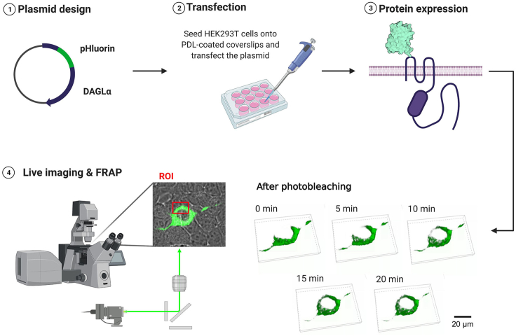 Schematic of expression and functional tests of SEP-DAGLα