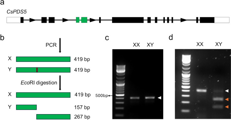 Overview over CsPDS5-CAPS for the C. sativa sex genotyping. A schematic representation of CsPDS5 with exons and introns depicted as boxes and lines, respectively (a). The direction of transcription is indicated by arrows. The principle of the CAPS PCR-based genotyping showing amplicons in green and the EcoRI digestion site in red (b). Agarose gel electrophoresis of a female (XX) and male (XY) sample pre- (c) and post- (d) digestion. White and orange arrowheads indicate undigested (419 bp) and digested (157 and 262 bp) amplicons, respectively. Size marker: GeneRuler DNA Ladder Mix (Fermentas)