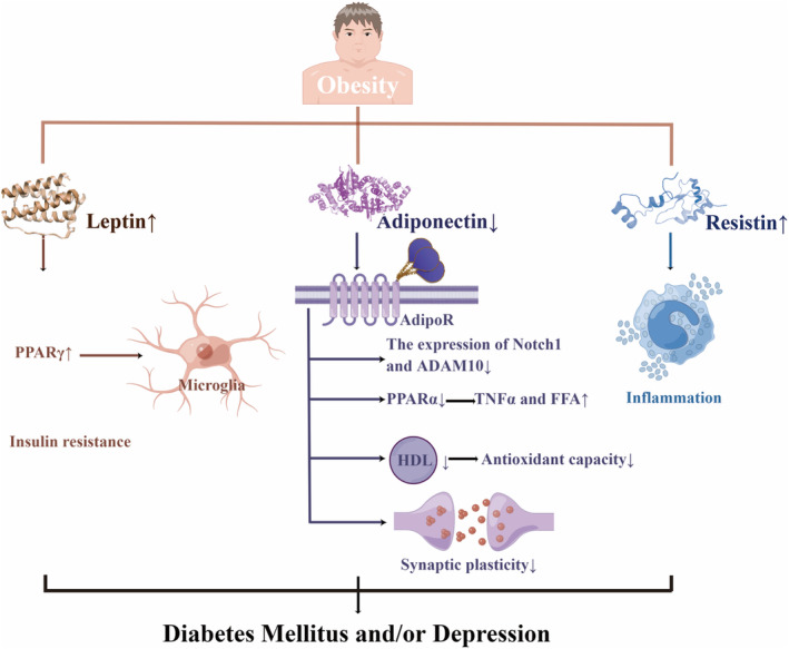 Obesity may lead to diabetes mellitus and depression through reduced adiponectin and increased leptin and resistin. Leptin increased the expression of PPARγ to up‐regulate the activation phenotype of microglia, and related to insulin resistance. The reduction of adiponectin contributed to down‐regulated Notch 1 and ADAM10, increased PPARα, declined HDL and impaired synaptic plasticity. Resistin promoted inflammation. AdipoR, Adiponectin receptor; FFA, Free fatty acid; HDL, High‐density lipoprotein; TNF‐α, Tumor necrosis factor‐α. By figdraw.