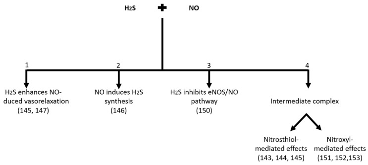 Overall summary of interactions described between H2S and NO in living system.