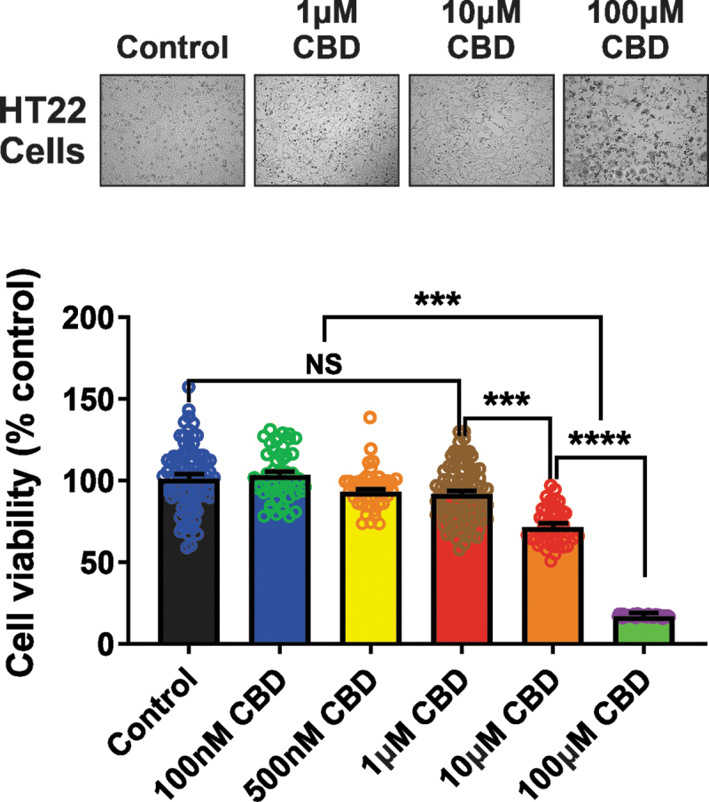CBD affects cellular viability. Representative photomicrographs (top panel) of HT22 cells after 24 h with media alone or the CBD dose range of 1–100 μM. Summary bar graph (bottom panel) indicating changes in cellular viability at 24 h after the treatment of diverse doses of CBD was expressed as a percentage of the control group. The administration of concentrations ranging from 100 nM to 1 μM CBD did not alter cell viability compared with control. CBD prominently produced neuronal cell death at concentrations >1 μM. A one-way ANOVA revealed a significant effect of CBD concentration on the viability of HT22 cells [F(5, 369)=(79.21), p<0.0001]. A Tukey post hoc multiple comparisons test revealed that concentrations of CBD >1 μM significantly decrease the viability of HT22 cells (p<0.0001) compared with the other groups. Data represent the mean±SEM. NS, ***p<0.001, and ****p<0.0001.