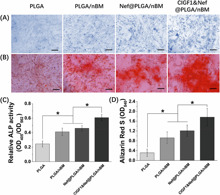 Osteo-differentiation promotion of different scaffolds. A ALP staining photos of MC3T3-E1 cells on scaffold in each group at 7th day. B ARS staining photos of MC3T3-E1 cells on scaffold in each group at 14th day. C the relative ALP activity of MC3T3-E1 cells on scaffold in each group at 7th day. D the quantitation results of ARS at 14th day. Bar = 100 μm, n = 3, *p < 0.05
