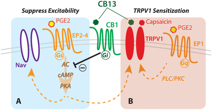Hypothesized schematic of cannabinoid interaction with TRPV1 and EP receptors in human sensory neurons. Dual actions of cannabinoid (CB13) on the CB1 receptor leading to (A) G-protein-coupled receptor-mediated inhibition of cAMP production via prostaglandin receptor, and (B) direct action on TRPV1 leading to enhanced sensitization. Nav, voltage-gated sodium channels; PKA, protein kinase A; cAMP, cyclic AMP; AC, adenylyl cyclase; EP1-4, prostaglandin receptor subtypes; PLC/PKC, phospholipase/protein kinase C.