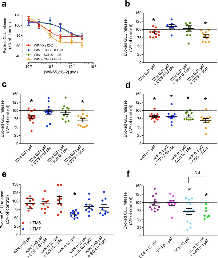 A2AR-CB1R heteromer-mediated control of the evoked glutamate release from striatal nerve terminals. a Concentration-response curves of the inhibitory effect of WIN55,2121-2 (WIN) on the evoked glutamate release, expressed as the difference in % of the control value, alone or in the presence the A2AR agonist CGS21680 (CGS, 0.03 μM), the A2AR antagonist SCH58261 (SCH, 0.1 μM), or both. Data are means ± S.E.M. of 7–14 experiments with duplicates per treatment and concentration. b–d Individual results from the experiments shown in a with WIN at the concentrations of 0.01 μM (b), 0.03 μM (c), and 0.1 μM (d), administered alone or in the presence of CGS (0.03 μM), SCH (0.1 μM), or both (yellow dots). e Effect of the peptides TM5 and TM7 of the A2AR on the inhibitory effect of WIN (0.03 μM) on the evoked glutamate release, expressed as the difference in % of the control value, alone or in the presence of CGS (0.03 μM) or SCH (0.1 μM). f Effect of CGS (0.03 μM), SCH (0.1 and 10 μM), or SCH (10 μM) plus WIN (0.3 μM). b–f Values are means ± S.E.M. (n = 7–14 with duplicates) of the evoked glutamate release, expressed as the difference in % of the control value, and analyzed statistically with one-sample t-test (*: p < 0.05/3; see “Methods”)