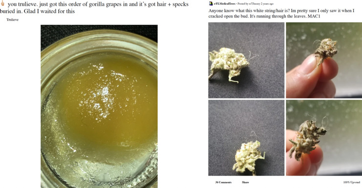 Possible hair in whole flower and concentrate. This figure shows two posts, one with a medical cannabis concentrate with a small black hair in the bottom left of the concentrate (left), and another with a white hair attached to a medical cannabis flower (right). Adapted from FLMedicalTrees.