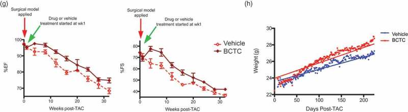 (g) Left panel, %EF of vehicle treated TAC (n = 5) and BCTC treated TAC mice (n = 5), at time zero, the time point that TAC is applied; one week after TAC, showing loss of function in both sets of mice; between one and three weeks after TAC, showing continued loss of function in vehicle treated TAC mice, and a gain of function in BCTC treated TAC mice; between three and thirty two weeks after TAC both vehicle and BCTC treated TAC mice show the loss of function, but BCTC treated mice maintain their initial gain in function. (n = 5,5, wk 4 P = 0.069, wk 8 P = 0.3911, wk 12 P = 0.0295 *, wk 16 P = 0.0031 **, wk 20 P = 0.3667, wk 24 P = 0.0184 *, wk 28 P = 0.2682, wk 32 P-0.0243 *). Right panel, %FS of vehicle treated TAC (n = 5) and BCTC treated TAC mice (n = 5), at time zero, the time point that TAC is applied; one week after TAC, showing loss of function in both sets of mice; between one and three weeks after TAC, showing continued loss of function in vehicle treated TAC mice, and a gain of function in BCTC treated TAC mice; between three and thirty two weeks after TAC both vehicle and BCTC treated TAC mice show the loss of function, but BCTC treated mice maintain their initial gain of function (n = 5,5, wk 4 P = 0.0245 *, wk 8 P = 0.3979, wk 12 P = 0.0405 *, wk 16 P = 0.0056 **, wk 20 P = 0.2664, wk 24 P = 0.0214 *, wk 28 P = 0.2158, wk 32 P = 0.0172 *). (h) Body weight, an overall health indicator, for vehicle and BCTC treated mice for 224 days (32 weeks) starting 1 week post-TAC. We note that body weight is significantly greater in BCTC-treated mice compared to vehicle controls, indicating improved overall health P < 0.0001 (n = 5,5).