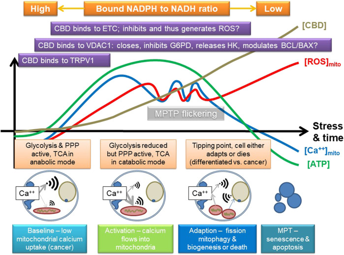 Suggested mode of action of CBD, focusing on some of its known targets, and some inferred from other phenolic compounds. CBD may stimulate calcium uptake into the cell, possibly by channels like TRPV1 and then into the mitochondria, which may involve VDAC1. It could then eventually inhibit the electron transport chain (ETC) and potentially induce the release of hexokinase (HK, which binds to VDAC1; VDAC1 is also key in controlling apoptosis via the BCL/BAX system), and either directly, or indirectly (e.g., by ROS), inhibits other key enzymes in glycolysis, such as G6PDH or GAPDH. This could first stimulate and then inhibit mitochondrial function, providing a powerful adaptive signal; initially, the mitochondrion can swell while it buffers calcium. However, too much calcium influx will eventually lead to overload, loss of membrane potential, and inhibition of ATP production. If the amount of calcium influx is transient, or not too large, the mitochondrion has a number of adaptive strategies, such as mitochondrial permeability transition pore flickering (MPTP) to release excessive calcium and upregulation of antioxidant pathways, which could include the pentose phosphate pathway (PPP). However, if its membrane potential starts to fall, it could start to fission and stimulate mitophagy/autophagy and initially leads to mitochondrial biogenesis and eventually leads to induction of cell death; rapid fragmentation does seem to predispose to cell death. The key effect will be to switch off anabolic growth pathways and enhance stress resistance and catabolism, which could be indicated by a shift in bound NAD(P)H. The outcome is thus likely to be concentration and cell type dependent, as well as dependent on the initial metabolic state of the cell. A key tipping point in relation to cancer is that the sudden influx of calcium will potentially increase TCA activity and potentially flow through the ETC, which will increase ROS and shift carbohydrate flux away from growth to stress resistance, for instance, by inhibiting GAPDH. However, cancer cells are generally a lot more reliant on antioxidant defense systems, as generation of ROS is a key driver of proliferation, so suddenly enhancing mitochondrial ROS is a recognized anticancer strategy as it can tip cancer cells, but not normal cells, toward cell death.