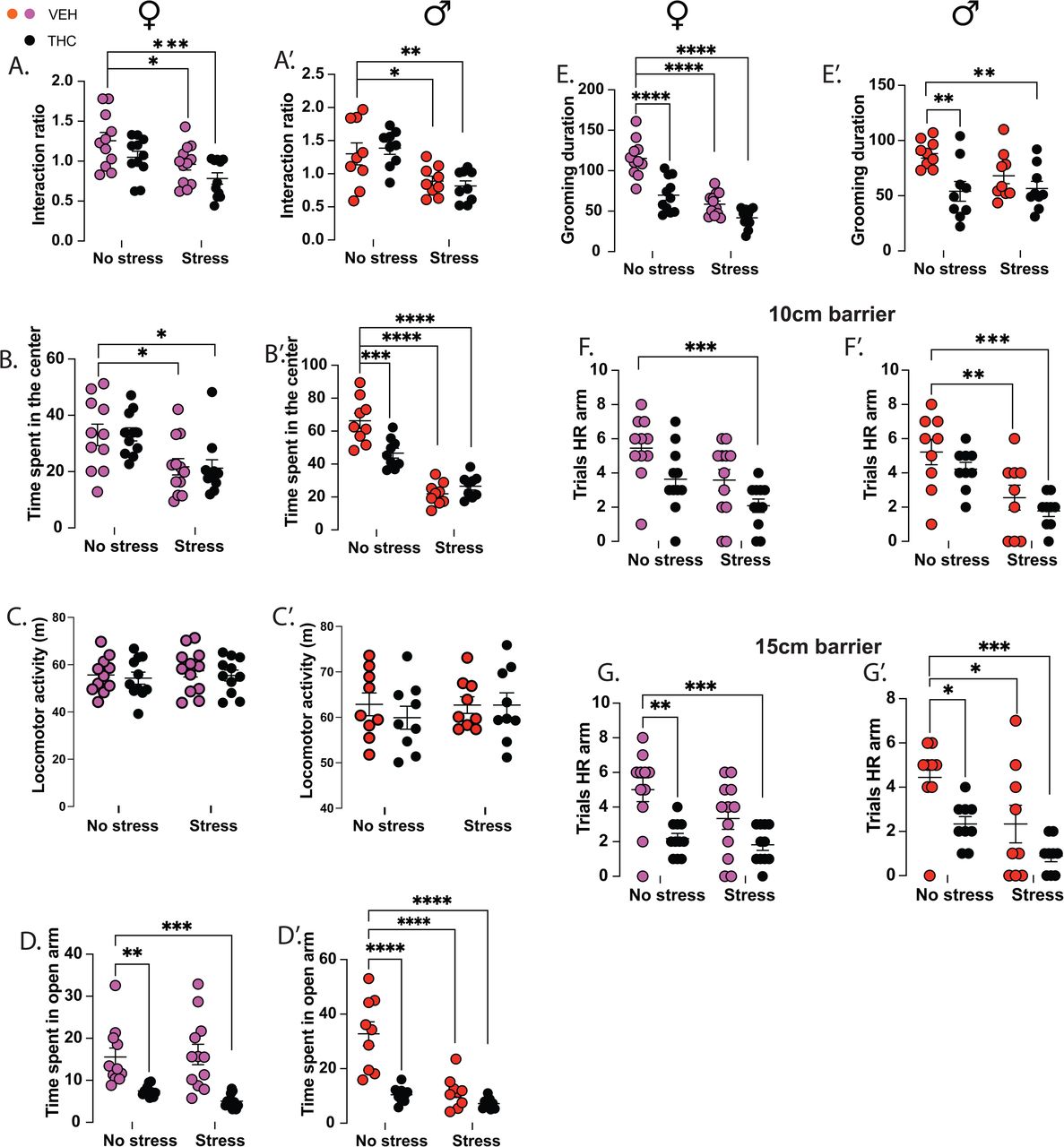 Concomitant exposures to prenatal THC and stress heightens anxiety- and motivation-like behaviors at adolescence.Social interaction test in (A) females and (A’) males, Open field test in (B) females and (B’) males, Elevated plus maze test in (C) females and (C’) males, Splash test in (D) females and (D’) males, Ymaze barrier (10cm) task in (E) females and (E’) males, and Ymaze barrier (15cm) task in (F) females and (F’) males. In the SI test (Fig. 2A, A’), two-way ANOVA revealed no interaction between prenatal THC- and stress-exposure in either sex (females: F1,41 = 0.03, p = 0.86; males: F1,32 = 0.54, p = 0.47). However, main effects of prenatal stress was observed in both females (F1,41 = 11.95, p = 0.0013) and males (F1,32 = 20.32, p < 0.0001), and a main effect of prenatal THC in females only (F1,41 = 5.607, p = 0.02; males: F1,32 = 0.002, p = 0.9). Post hoc analysis showed reduced interaction times in prenatal stress- (females: p = 0.03; males: p = 0.03) and THC/stress-exposed groups (females: p = 0.0006; males: p = 0.009), while prenatal THC exposure alone had no effect in either sex (females: p = 0.2; males: p = 0.8). In the OFT (Fig. 2B, B’), an interaction between prenatal stress- and THC-exposure was detected only in males (F1,32 = 4.46, p < 0.0006), but not females (F1,41 = 0.01, p = 0.9). Main effects of prenatal stress-exposure were present in both sexes (females: F1,41 = 14.65, p = 0.0004; males: F1,32 = 103, p < 0.0001), while a prenatal THC main effect was found only in males (F1,32 = 5.621, p = 0.02; females: F1,41 = 0.01, p = 0.9). Post hoc analyses revealed reduced center time in all male prenatal exposure groups (THC: p = 0.0004; stress: p < 0.0001; THC/stress: p < 0.0001), while in females, only the prenatal stress (p = 0.02) and THC/stress exposed (p = 0.02) groups showed significant reductions in time spent in center of arena. Prenatal THC-exposure did not alter center time in females (p > 0.9). Total locomotion in the OFT (Fig. 2C, C’) showed no interaction effects (females: F1,41 = 0.01, p = 0.89; males: F1,32 = 0.37, p = 0.54), nor main effects of prenatal stress- (females: F1,41 = 0.34, p = 0.56; males: F1,32 = 0.293, p = 0.592) or THC-exposure (females: F1,41 = 0.475, p = 0.49; males: F1,32 = 0.37, p = 0.545). Post hoc tests confirmed comparable total distance traveled across all groups. In the EPM (Fig. 2D, D’), an interaction between prenatal THC- and stress-exposures was found in males (F1,32 = 13.49, p = 0.0009), but not females (F1,41 = 0.8, p = 0.37). Main effects of prenatal THC were detected in both sexes (females: F1,41 = 32.13, p < 0.0001; males: F1,32 = 28.69, p < 0.0001), while a prenatal stress effect was present only in males (F1,32 = 24.78, p < 0.0001; females: F1,41 = 0.29, p = 0.594). Post hoc comparisons showed reduced open arm time in prenatal THC- (females: p = 0.0051; males: p < 0.0001) and THC/stress-exposed mice (females: p = 0.0003; males: p = 0.0001) Additionally, prenatal stress-exposure alone decreased open arm exploration in males (p = 0.0001), but not females (p = 0.988). To investigate motivated grooming behaviors, mice were tested in the splash test (Fig. 2E, E’). An interaction effect of THC × stress exposure was detected in females (F1,41 = 7.255, p = 0.01), but not in males (F1,32 = 2.673, p = 0.11). Main effects of prenatal THC-exposure were present in both sexes (females: F1,41 = 34.01, p < 0.0001; males: F1,32 = 10.9, p = 0.002), while prenatal stress-exposure had a main effect only in females (F1,41 = 62.61, p < 0.0001). Post hoc analyses showed reduced grooming time in prenatal THC-exposed (females: p < 0.0001; males: p = 0.004 and THC/stress-exposed mice (females: p < 0.0001; males: p = 0.0079). Stress alone decreased grooming time in females (p < 0.0001), but not males (p = 0.12). Effortful motivation for sucrose reward was evaluated using the Y-maze barrier task and we found in the 10 cm barrier phase (Fig. 2F, F’), no interaction of THC and stress in both sexes (females: F1,41 = 0.08, p = 0.76; males: F1,32 = 0.03, p = 0.849), but main effects of prenatal stress-exposure were found in both sexes (females: F1,41 = 9.664, p = 0.003; males: F1,32 = 19.41, p = 0.0001), and a prenatal THC main effect was present in females (F1,41 = 9.07, p = 0.004). HR-arm selection was reduced in prenatal THC/stress-exposed mice of both sexes (females: p < 0.0003; males: p = 0.0006), and in stress-only males (p = 0.0075) compared to vehicle-exposed mates. With the 15 cm barrier (Fig. 2G, G’), no interaction of THC x stress-exposures was observed (females: F1,41 = 1.577, p = 0.21; males: F1,32 = 0.35, p = 0.56). However, a main effect of stress was detected in males (F1,32 = 9.99, p = 0.003), but not females (F1,41 = 3.83, p = 0.057). Similarly, we observed main effect of THC in both sexes (females: F1,41 = 17.45, p = 0.0002; males: F1,32 = 9.99, p = 0.003). Post hoc analysis showed reduced HR-arm selection in THC- (females: p = 0.001 ; males: p = 0.03), THC/stress- (females: p = 0.0003; males: p = 0.0003), and stress-exposed males (males: p = 0.03 ; females: p = 0.06). By the 20 cm barrier phase, all groups failed to maintain HR-arm preference (data not shown), indicating a ceiling effect in task difficulty. Vehicle/no stress groups: females, n = 11, males, n = 9; THC/no stress groups: females, n = 11, males, n = 9; Vehicle/stress groups: females, n = 12, males, n = 9; THC/stress groups: females, n = 11, males, n = 9. *p = 0.05, **p = 0.01, ***p = 0.001, ****p < 0.0001.