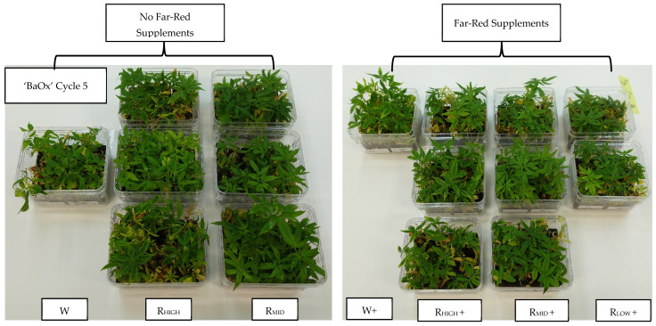Cannabis sativa ‘BaOx’ planted in RV750 vessels at the end of five repeated-cycle harvests (10 weeks) based on polychromatic or dichromatic light source and supplementation of 5% far-red lighting.