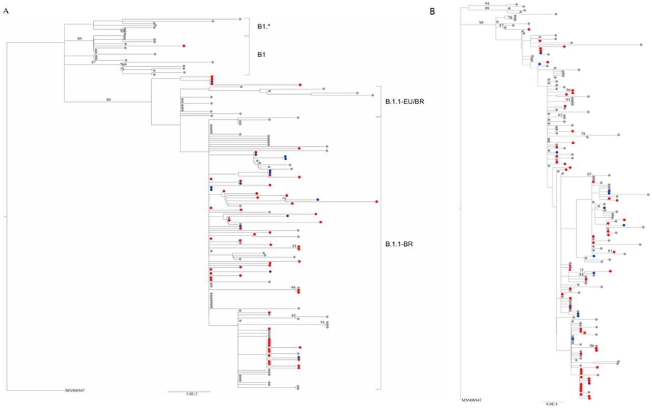 Maximum likelihood phylogenetic trees of near full-length SARS-CoV-2 genomes characterized.Tree including cancer patients (depicted in red circles), healthcare workers (in blue), Brazilian sequences classified as B1, B1.* and the Brazilian circulating strains B1.1-BR/ B.1.1-EU/BR available on GISAID (in gray). (B) Tree showing epidemiological linkage of cancer patients (shown in red), healthcare workers (in blue) and all SARS-Cov-2 sequences from Rio de Janeiro state (in gray) available on GISAID Database. In both cases, GISAID was accessed on July 27th, 2020. Bootstrap values greater than 70 are shown in both trees.