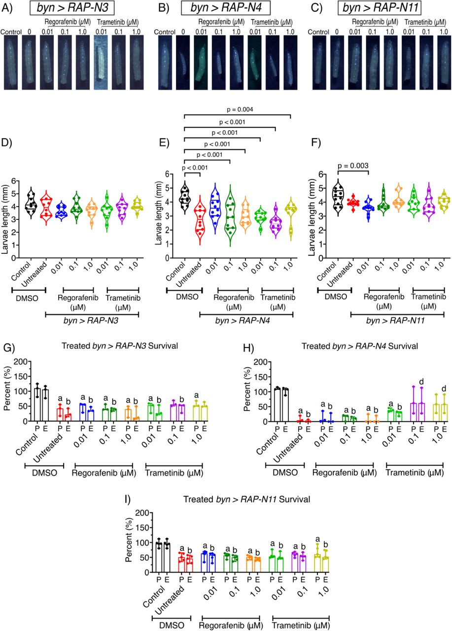 Effects of regorafenib and trametinib on larval sizes and survival rates across patient-specific Nigerian-CRC fly models.(A-F) larval size of byn>RAP-N3, byn>RAP-N4 and byn>RAP-N11 in response to regorafenib and trametinib at 0.01, 0.10 and 1.00 μM (n = 10 larvae per group). (G-I) regorafenib and trametinib markedly improved pupation and eclosion rates of byn>RAP-N3, byn>RAP-N4, and byn>RAP-N11 upon treatment with regorafenib and trametinib (n = 3 to 5 sample replicates per group). (P = Pupation, E = Eclosion). (A–F) Mean ± SEM (ANOVA, Tukey’s); (G–I) median ± range. Significance (p < 0.05): a/b, reduction vs. control P/E; d, increase vs. untreated tumour E.