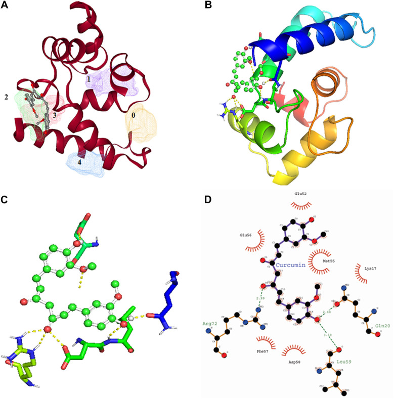 Molecular docking showing the interaction of Iba1 protein with Curcumin. (A) DoGSiteScorer analysis for predicting potential drug binding sites (pockets) on protein 3D structure. Out of 5 pockets for drug binding detected, Curcumin has been observed to fall in pocket 2 (green). (B, C) Pymol analysis of protein-ligand interaction after molecular docking using Autodock. The dotted yellow line indicates hydrogen bonding between Iba1 and Curcumin. (D) LigPlot Plus analysis of Autodock result generated 2D ligand-protein interaction diagram depicting hydrogen bonds between Iba1 Gln20, Leu59 and Arg72 amino acids with Curcumin. The hydrogen bond has been shown in green dotted line with a distance of protein and ligand hydrogen bond mentioned in Angstroms (Å).