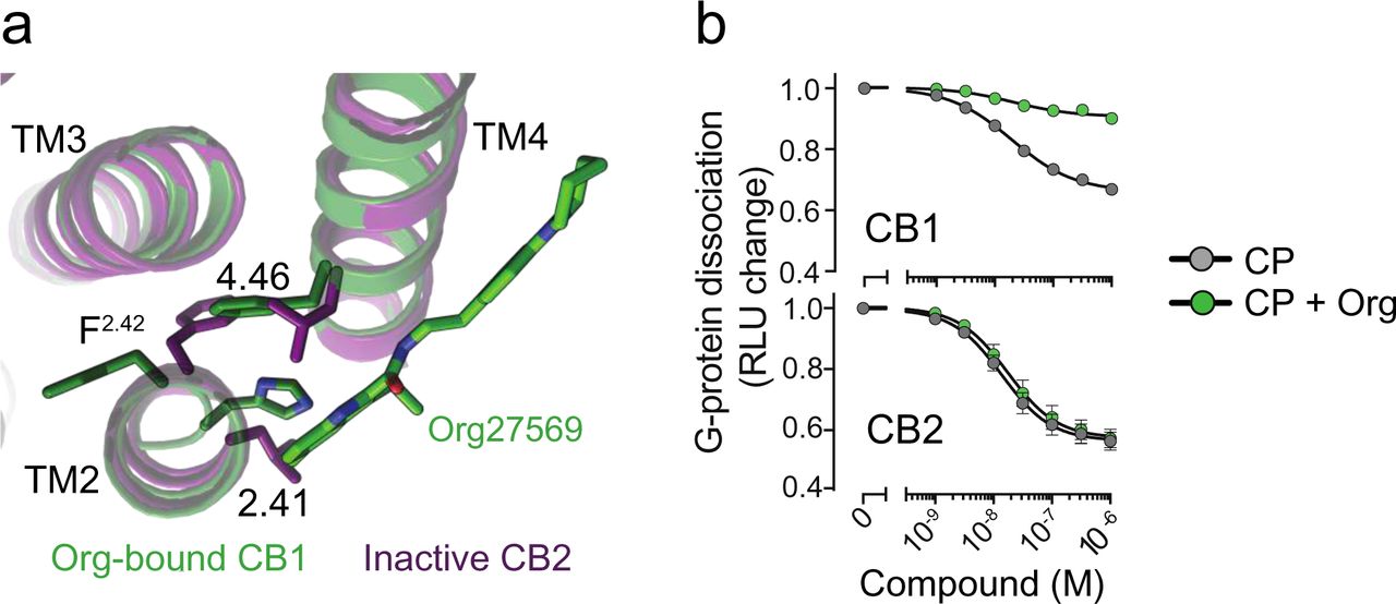 a. Structure of Org-bound CB1 (PDB: 6KQI, green) showing interaction with H1542.41. In CB2 (purple) position 2.41 is a Leu, which might prevent Org binding to CB2.b. NanoBiT-G-protein dissociation assay shows unchanged CP response upon Org treatment in CB2.