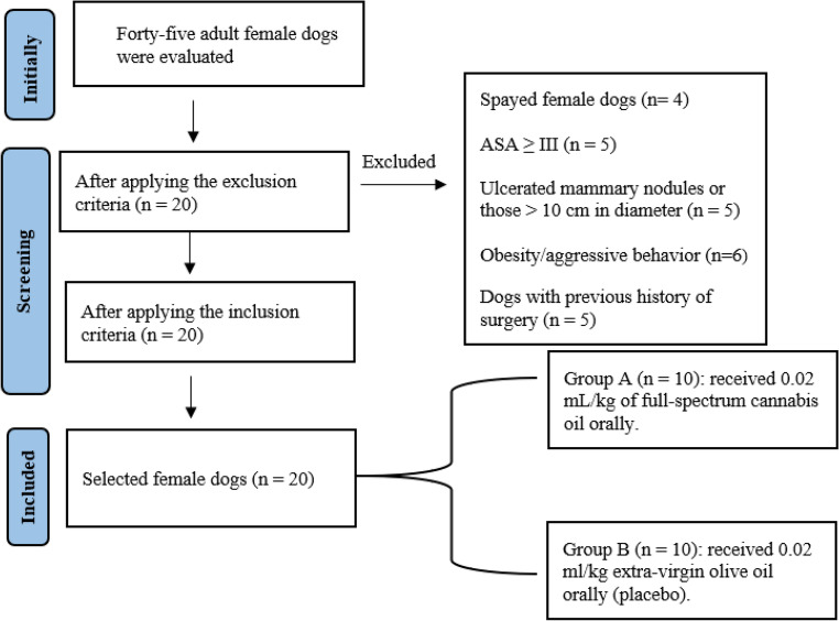 Flowchart for the formation of experimental groups of female dogs pre-treated with cannabis oil (group A) or placebo (group B)