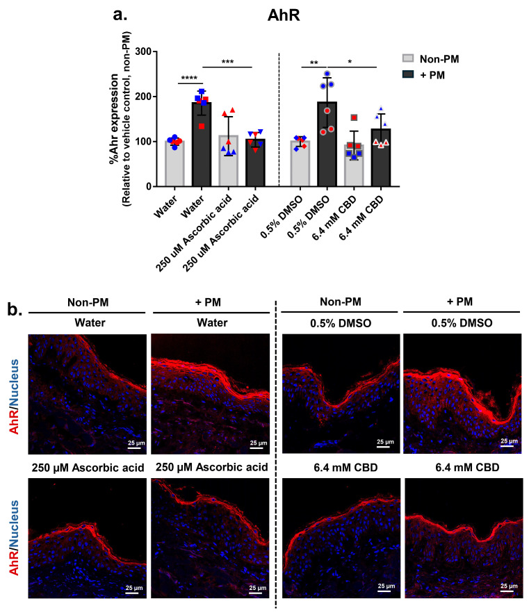 CBD attenuates PM-induced AhR expression in human ex vivo skin explants. Full-thickness human skin explants from two donors (ages 59 and 63 years; n = 6 tissues per group; 3 tissues per donor) were treated for 48 h with 6.4 mM CBD, 250 µM ascorbic acid, water, or 0.5% DMSO, with or without topical PM exposure (0.54 mg/cm2). (a) Quantification of AhR protein expression in skin tissues by immunofluorescence staining, expressed as % AhR expression relative to the non-PM vehicle control; (b) Representative immunofluorescence images from donor 2 showing AhR (red) and nuclei (blue). Scale bars = 25 µm. Each dot in (a) represents an individual explant; dot colors indicate donor origin (Red = donor 1 [59 years], Blue = donor 2 [63 years]). Gray bars represent non-PM groups; black bars indicate PM-exposed groups. Data are shown as mean ± SD. Asterisks indicate significance: * p < 0.05, ** p < 0.01, *** p < 0.001, **** p < 0.0001 (one-way ANOVA with Bonferroni’s post hoc test).