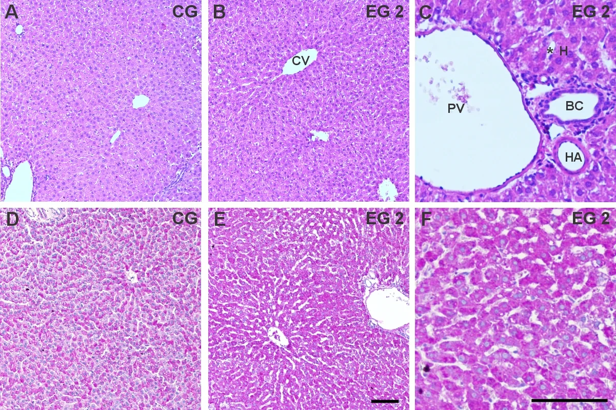Microphotographs of the liver from representative animal specimens from CG (A and D) and EG2 (B, C, E and F) processed with H&E (A - C) and PAS (D - F). In both groups, the hepatic acinus and portal space display normal histological appearance (C) and hepatocytes retained intracellular glycogen deposits (F).HA: hepatic artery, PV: portal vein, BD: bile duct, CV: central vein, H: hepatocytes and *: sinusoidal capillaries and Kupffer cell. The scale bar represents 100 μm