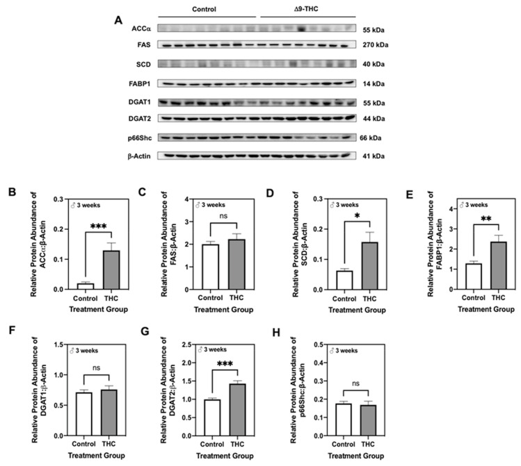 Three-week old male offspring exhibit increased lipogenic enzyme expression in the liver following gestational exposure to Δ9-tetrahydrocannabinol (Δ9-THC). (A) Representative western immunoblots illustrating hepatic expression of acetyl-coA carboxylase (ACCα), fatty acid synthase (FAS), stearoyl-coA desaturase (SCD), fatty acid binding protein 1 (FABP1), diacylglycerol acyltransferase (DGAT) 1, DGAT2, and p66Shc in male offspring at three weeks of age. Protein abundances of (B) ACCα, (C) FAS, (D) SCD, (E) FABP1, (F) DGAT1, (G) DGAT2 and (H) p66Shc were normalized to β-Actin ± SEM (n = 7–8/group). All protein abundances were analyzed using a two-tailed unpaired Student’s t-test. * Significant difference (p < 0.05), ** significant difference (p < 0.01), *** significant difference (p < 0.001).