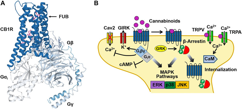 Cannabinoid CB1 receptor structure and signaling. (A) Structural model of the CB1 receptor (CB1R)-Gi protein complex obtained from cryoelectron microscopy. The binding site for the synthetic cannabinoid MDMB-FUBINACA (FUB) is indicated by the magenta structure. The CB1-Gi receptor complex structure was obtained from the Protein Data Bank (code 6N4B). (B) Binding of cannabinoids to the neuronal CB1 receptor stimulates both neuronal Gi/Go and β-arrestin signaling pathways leading to an inhibition of adenylyl cyclase, activation of G protein-gated inward rectifier K+ (GIRK) channels and receptor internalization. In addition, activation of transient receptor potential vanilloid (TRPV) and ankyrin (TRPA) channels by cannabinoids causes Ca2+ influx that activates Ca2+-sensitive enzymes such as Ca2+/calmodulin-dependent protein kinase (CaM). Figure 2B was adapted from Walsh and Andersen (Walsh and Andersen, 2020).