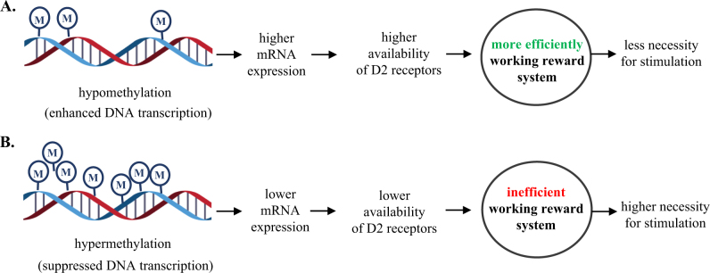 a Hillemacher’s (2015) hypothesis on altered DNA-methylation in pathological gambling patients. b Based on the current results, hypothesis of DNA hypermethylation in patients with cannabis use disorders