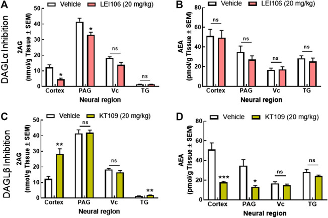 Reduction in cortical and PAG 2-AG, but not AEA is associated with the induction of headache-like pain in female rats. Systemic administration of the DAGLα selective inhibitor, LEI106 (20 mg/kg, IP) significantly reduced 2-AG levels in the cortex and PAG, but not in Vc or TG, as compared to vehicle treated controls (A). There were no significant differences in the level of AEA between vehicle and LEI106-treated rats in any sample evaluated (B). Injection of the DAGLβ selective inhibitor, KT109 (20 mg/kg, IP), significantly increased 2-AG levels in the cortex relative to vehicle treated rats; levels in PAG, Vc, and TG were not changed (C). KT109 significantly reduced AEA levels in both cortex and PAG, but not Vc or TG (D). Data are expressed mean ± SEM (n = 3), one-way ANOVA, *p < 0.05, **p < 0.01, ***p < 0.001, ns, non-significant.
