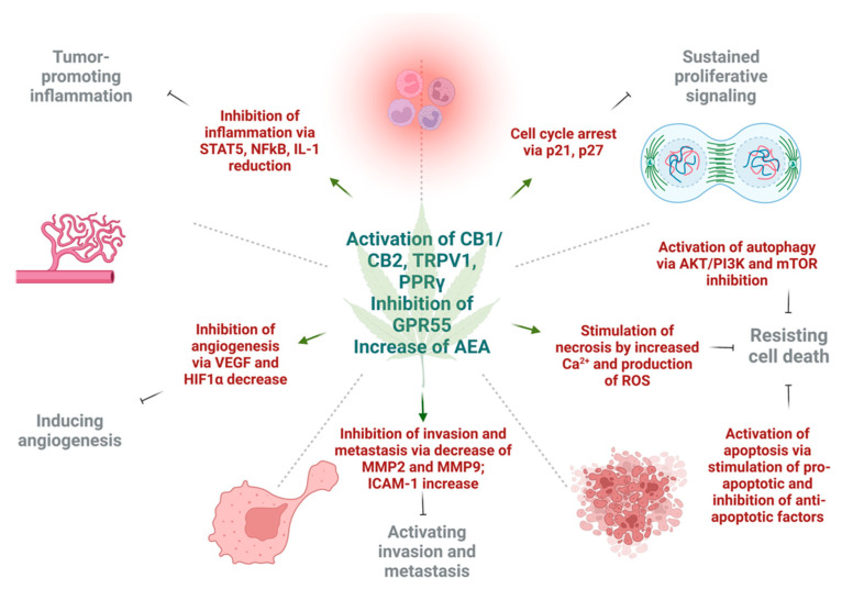 The effects of cannabinoids on different hallmarks of cancer. The activation of cannabinoid 1 (CB1), cannabinoid 2 (CB2), and transient receptor potential cation channel 1 (TRPV1) increase levels of anandamide (AEA), as well as inhibition of G-protein coupled receptor 55 (GPR55), and exert different effects on tumor cells in respect to cancer hallmarks. Cannabinoids inhibit tumor-promoting inflammation via downregulation of nuclear factor κB (NFκB), signal transducer and activator of transcription 5 (STAT5), and interleukin 1 (IL1). The angiogenesis is inhibited by reduction in vascular endothelial growth factor (VEGF) and hypoxia inducible factor 1α (HIF1α). Next, invasion and metastasis are prevented by decrease of tissue degrading enzymes—matrix metalloproteinase 2 and 9 (MMP2, MMP9), as well as expression of intercellular adhesion molecule 1 (ICAM-1). Sustained proliferative signaling is opposed by the activation of p21 and p27 that leads to cell cycle arrest. Lastly, under the action of cannabinoids, cell death may be achieved by three mechanisms. Autophagy is triggered by inhibition of protein kinase B (AKT), phosphoinositide 3-kinase (PI3K) and mammalian inhibitor of rapamycin (mTOR). Apoptotic cell death is a result of upregulation of pro-apoptotic and downregulation of anti-apoptotic factors under the action of different cannabinoids. Necrosis can result due to high Ca2+ release and formation of ROS in cancer cells. This figure was created with BioRender.com.