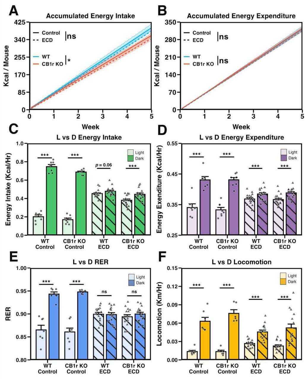 ECD affects the temporal organization, but not gross organization, of physiological processes independent of CB1r signalingA and B: Cumulative energy intake (A; pGenotype x Condition x Week = 0.868) and energy expenditure (B; pGenotype x Condition x Week = 0.948) in Control and ECD conditions. Data are shown as mean (solid or dashed line) +/- the standard error of the mean (shaded region). Results of interaction term between genotype and week or experimental condition and week are shown within figure by “*”. nControl = 7/genotype, nECD = 16/genotype.C – F: Average energy intake (C; pGenotype x Condition x Phase = 0.0556), energy expenditure (D; pGenotype x Condition x Phase = 0.778), respiratory exchange ratio (“RER”; E; pGenotype x Condition x Phase = 0.829) and locomotor activity (F; pGenotype x Condition x Phase = 0.446) organized by light phase in Control and ECD conditions. nControl = 6-8/genotype/phase, nECD = 16/genotype/phase.Stats: For cumulative daily energy intake and expenditure (A and B, respectively), main effects and follow-up comparisons were performed using a mixed effects model and estimate of marginal means, respectively (see methods). A 3-way ANOVA was used to test the effects of phase, genotype, experimental condition and their interactions, on physiological data (C-F), with planned t-tests performed to assess the difference between light and dark phase activity within each group. p-values were adjusted using Bonferroni method. *p < 0.05, **p < 0.01, ***p < 0.001.