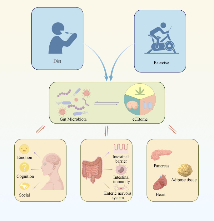 The figure illustrates the complex signaling pathways between the gut microbiota and the endocannabinoidome, highlighting how these interactions are regulated by various lifestyle factors. This interplay significantly impacts the host’s metabolic, immune, and neural functions. Such mechanisms may play a crucial role in the development of various diseases.