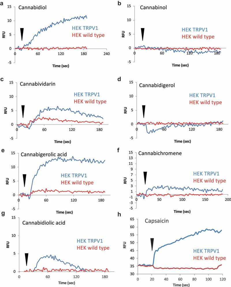 TRPV1-dependent calcium responses initiated by major and minor cannabinoids. A-G.HEK wild type and HEK-TRPV1 expressing cells were loaded with Fluo-4 and population-based calcium assays were performed in a buffer containing 1mM external CaCl2. These are population-based (bulk Ca2+) measurements with each trace representing averaged triplicates of 100,000 cells per sample. After establishing a baseline for 20 sec in the presence of a matched vehicle, cells were stimulated with the indicated cannabinoid at 10 μM. H. Protocol as for A-G but with the TRPV1 ligand, Capsaicin (50 nM) as the stimulus. Capsaicin data were captured during a different experiment run and baselines vary due to dye loading differences between experiments.