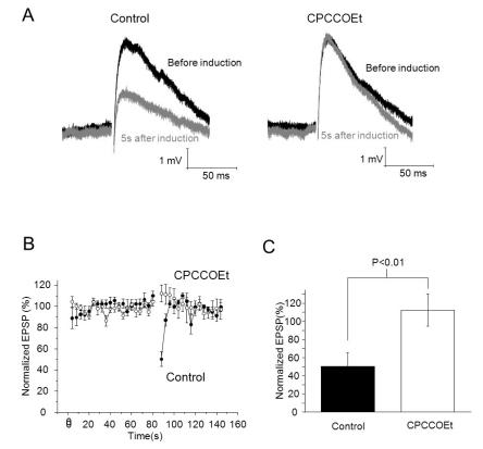PF burst-induced Endocannabinoid-mediated short-term depression is mGluR-dependent. (A) EPSPs before induction and 5s after induction (Top: control, bottom: 100 µM of CPCCOEt applied, Black: before induction, Grey: 5 s after induction). (B) EPSPs were evoked by a single pulse of PF stimulus during an 80 seconds baseline and for 60 seconds after induction of transient depression. After that, 100 µM of CPCCOEt was applied for 10 minutes, and then recording of baseline and induction of transient depression were established in the same cell. Amplitudes of EPSPs were normalized to baseline before and after application of CPCCOEt. (C) Summary bar graphs showing change of depression of EPSPs after application of CPCCOEt.