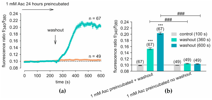 Washout of 24 h preincubated Asc induced [Ca2+]i increase. The fluorescence ratios were normalized to baseline conditions (control set to 0.1, dashed line). (a) From 240 s (arrow), Asc is washed out with Ringer-Like-Solution (RLS) (Asc-free) (n = 67, green filled circles), leading to a notable increase in f340/f380 compared to the control measurement without washout. In this control measurement, the 1 mM Asc solution remained present and was not washed out (n = 49, orange filled circles). (b) A statistical analysis of the measurements shown in (a) is presented. Mean values ± SEM are shown at 100 s, 360 s, and 600 s. The numbers in brackets above the columns indicate the number of single cells measured (n). Asterisks (*) indicate statistical significance in paired data (*** p < 0.001), whereas hashtags (#) indicate statistical significance in unpaired data (### p < 0.001). Statistical significance was defined as p < 0.05.