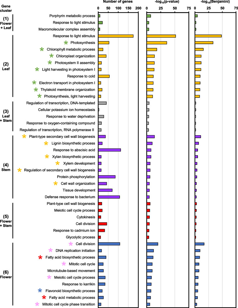 Enriched biological process (BP) GO terms in various plant tissue types. GO terms were selected to have Benjamini–Hochberg adjusted P-value (Benjamini) < 0.05. Top 10 GO terms are shown. Gene clusters correspond to Fig. 3B