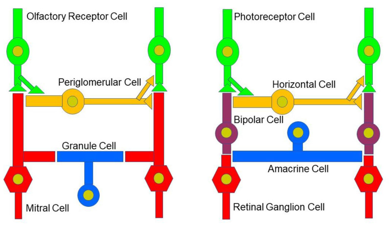 Neural circuitry in the early olfactory and visual system. Early sensory processing engages similar circuit mechanisms in both systems and can be depicted in a similar manner.
