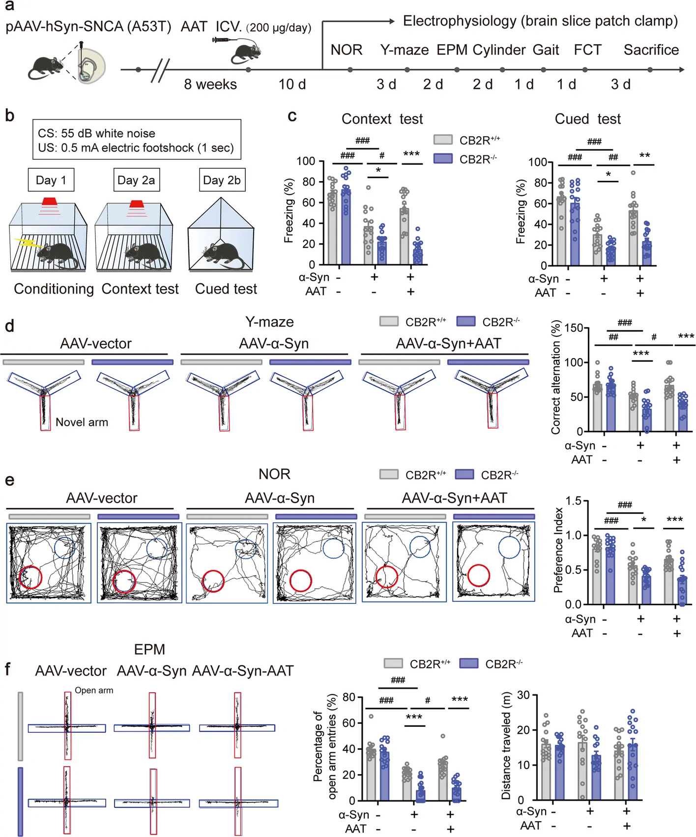 AAT ameliorates affective and domain-specific cognitive deficits in α-synucleinopathy mice. a The schematic graph illustrates the experimental protocol. b Schema of the contextual and cued test fear condition, day 1: conditioning; day 2a: context test; day 2b: cued test. c The percentage of freezing time in mice subjected to contextual and cued fear conditioning tests. d The alternation percentage of novel arm (red) observed in mice during the Y-maze assay. e The observed preference index in mice during the NOR test. f Representative tracking traces of EPM and quantification of the frequency of entries into the open arm (red) and total distance traveled. The data are presented as the mean ± SEM and assessed by two-way ANOVA followed by Tukey's multiple comparisons test (n = 14–15). #p < 0.05, ##p < 0.01, ###p < 0.001, between mice treated with AAV-vector, AAV-α-syn, and AAV-α-syn + AAT; *p < 0.05, **p < 0.01, ***p < 0.001, compared between CB2R+/+ and CB2R−/− mice with different treatment. FCT, fear conditioning test; EPM, elevated plus maze; NOR, novel object recognition