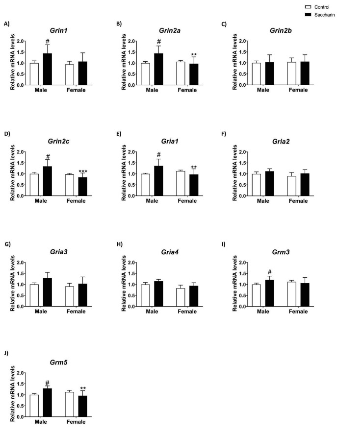 Bar graph panels labeled A through J compare relative mRNA levels for various genes (Grin1, Grin2a, Grin2b, Grin2c, Gria1, Gria2, Gria3, Gria4, Grm3, Grm5) between control and saccharin groups, separated by sex. Significant changes are indicated for some genes by symbols (#, **, ***), with differences more apparent in males for most genes and significant decreases marked in saccharin females for Grin2a, Grin2c, Gria1, and Grm5. Error bars display variability.