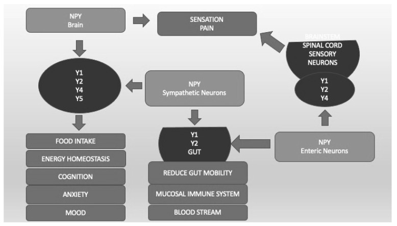 Neuropeptide Y (NPY) and its different receptors (Y1, Y2, Y4, Y5). Y1, Y2, Y4, and Y5, localized in different CNS areas and bound by NPY produced by CNS and sympathetic neurons, are important not only for food intake and energy homeostasis but also for cognition, anxiety, and mood regulation. Sensation and pain are regulated by CNS and enteric neurons that bind Y1, Y2, and Y4 localized in spinal cord sensory neurons. Y1 and Y2, located in the Gut system and bound by CNS and enteric NPY, regulate blood pressure, mucosal immunity, and gut mobility.