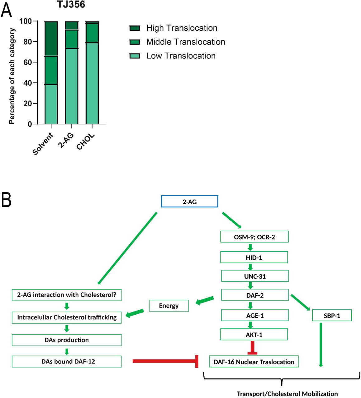 2-AG signaling inhibits nuclear translocation of DAF-16 induced by cholesterol depletion.(A) Nuclear translocation of DAF-16::GFP of worms grown under normal cholesterol concentration (CHOL) and after cholesterol depletion for two generations in the absence (solvent) or presence of 2-AG. 69 individual worms were analyzed for the solvent condition, 66 for 2-AG and 64 for CHOL. (B) Working model of 2-AG dependent mobilization of cholesterol. Under interaction of 2-AG with an unknown target in sensory neurons, multiple signaling mechanisms are likely to converge on activation of the IIS pathway and inhibition of DAF-16/FOXO. Signaling through the DAF-2 insulin receptor has several functions and could be involved in modulation of the intracellular traffic of cholesterol. The interaction of SBP-1 with the IIS pathway remains to be established, but is likely that such interaction is essential for 2-AG-dependent mobilization of cholesterol.