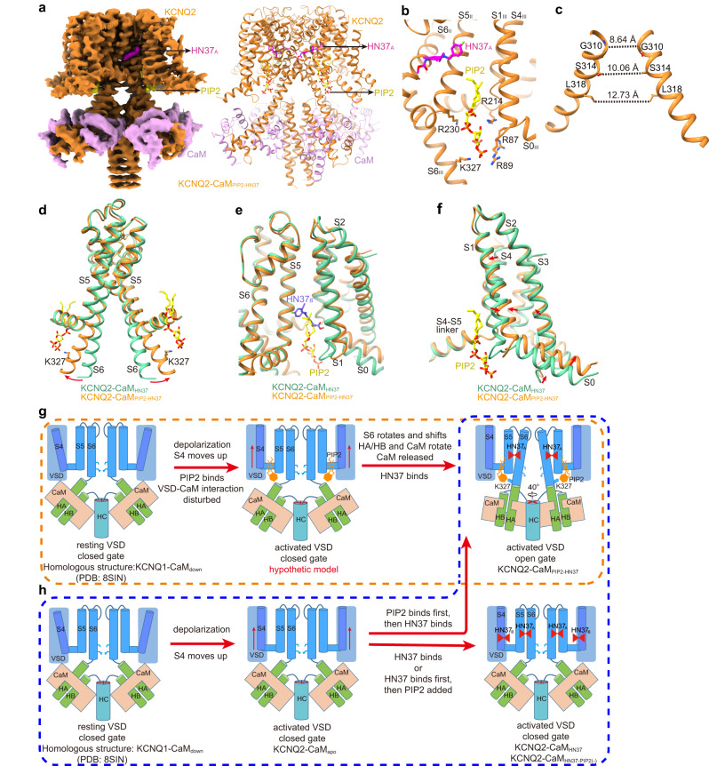 The potential activation mechanism of HN37.a The 3D reconstruction and the cartoon model of KCNQ2-CaMPIP2-HN37. b The binding site of PIP2 and HN37A in KCNQ2. Side chains of residues in KCNQ2 involved in the interactions with PIP2 are shown as sticks. c The open activation gate of KCNQ2-CaMPIP2-HN37. The dashed lines show diagonal atom-to-atom distance (in Å) at the constriction-lining residues Gly310, Ser314, and Leu318. d Overlay of the pore domains of KCNQ2-CaMHN37 (green) and KCNQ2-CaMPIP2-HN37 (orange) structures showing the conformational change in the ion-conducting pathway. The S6 helix bends outward upon PIP2 binding at the point of PAG segment. e HN37B and the hydrophobic tails of PIP2 occupy the same site in KCNQ2 by overlay of KCNQ2-CaMPIP2-HN37 (orange) and KCNQ2-CaMHN37 (green). f Structural comparison of VSDs from KCNQ2-CaM PIP2-HN37 and KCNQ2-CaMHN37 (green) when the whole channels are aligned. g The proposed HN37 and PIP2 activation mechanism of KCNQ2 in vivo. h The proposed HN37 and PIP2 activation model of KCNQ2 in vitro.