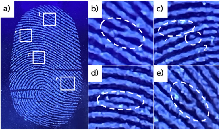 (a) HC-CQDs-CNF-Chi/starch powder applied on a latent fingerprint on a stainless-steel surface under UV light, showing magnified minutiae details of (b) crossover; (c) ridge ending (1) and dot (2); (d) island; and (e) ridge bifurcation.